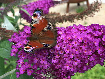 πεταλούδα, άνθος, άνθιση, Κλείστε, λουλούδι και πεταλούδα, το καλοκαίρι, έντομο