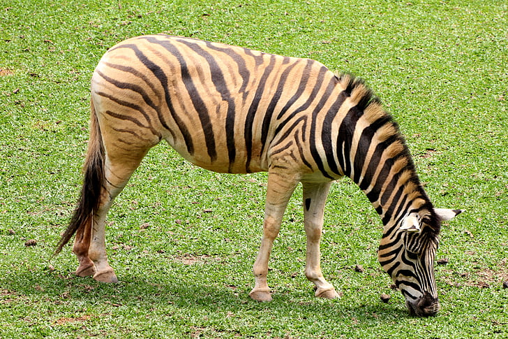 zebra, animal, striped, wild, eating grass, stripes, african