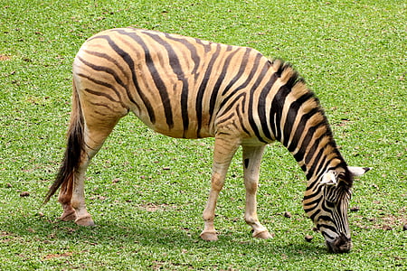 zebra, animal, striped, wild, eating grass, stripes, african