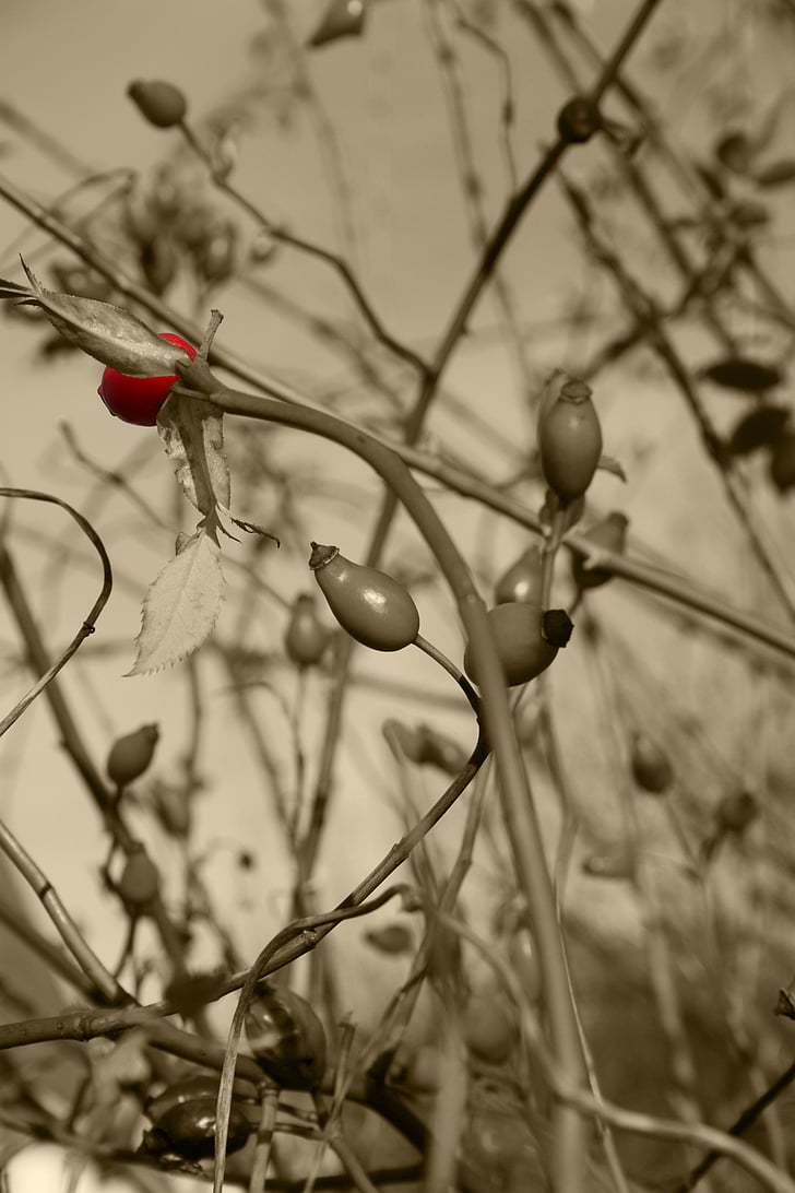 ruusunmarja, Bush, värit