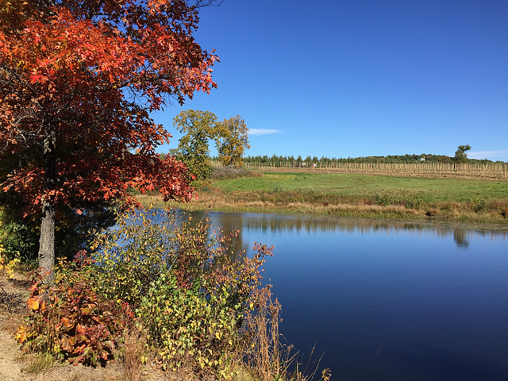 őszi, ősz, természet, tó, október, Farm