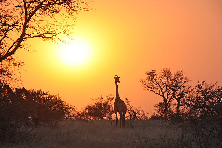 zsiráf, Afrika, Safari, vadon élő állatok, vadon élő, állat, az emlősök