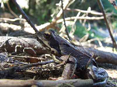 lesní žába, obojživelníků, zvíře, Příroda, Les, bažina, datový proud