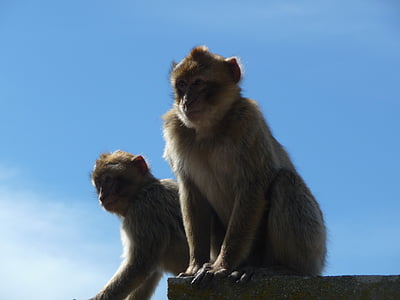 beždžionė, beždžionės, makakos, makakų, Gibraltaras, Gibraltaro uolos, gyvūnų