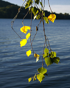 abedul, follaje, ramas, verano, verde, amarillo, árbol