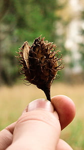 person, hold, brown, fruit, nature, plant, hand