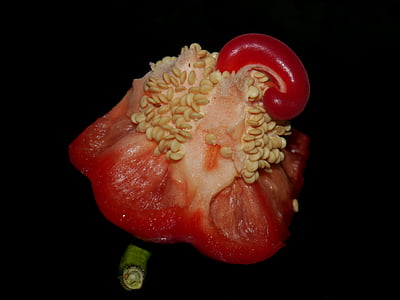 red pepper, seeds, red, lid, food, vegetables, sweet peppers