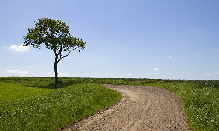 wood, road, natural, blue sky, landscape, nature, grass