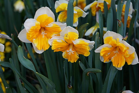 Narciso, flores, amarillo, flor, floración, planta, primavera