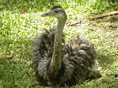 EMA, pájaro grande, verde, plumas de, cuello, gris