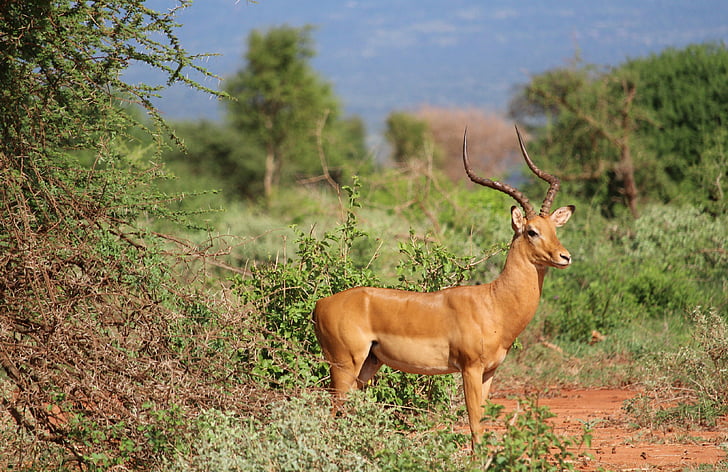 Gazelle, Tsavo, Safari, hewan di alam liar, hewan satwa liar, satu binatang, hewan tema