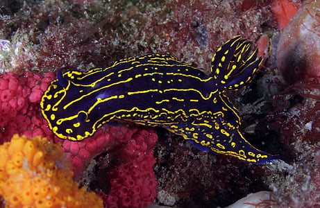 Regal laut Dewi nudibranch, renang, karang, Marinir, eksotis, tropis, Biologi