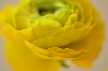 ranunculus, flower, yellow, macro, petals, blossom, bloom