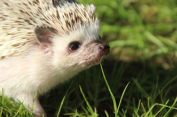 Ježevi  - Page 2 African-dwarf-hedgehogs-cute-preview