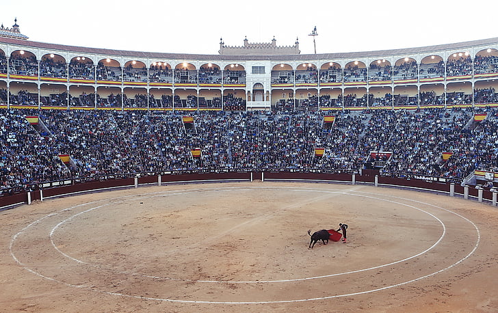 photo, bull, fighting, matador, bullfighter, torero, red
