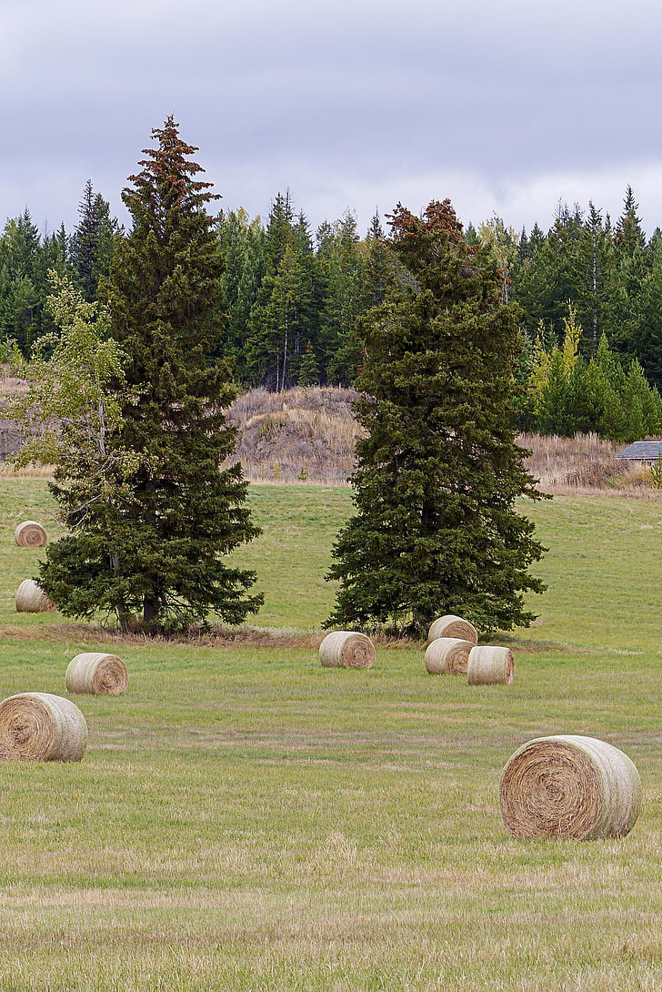 hay, balls, field, grass, landscape, countryside, outside