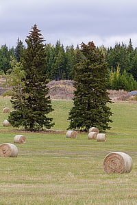 Hay, bola, bidang, rumput, pemandangan, pedesaan, di luar