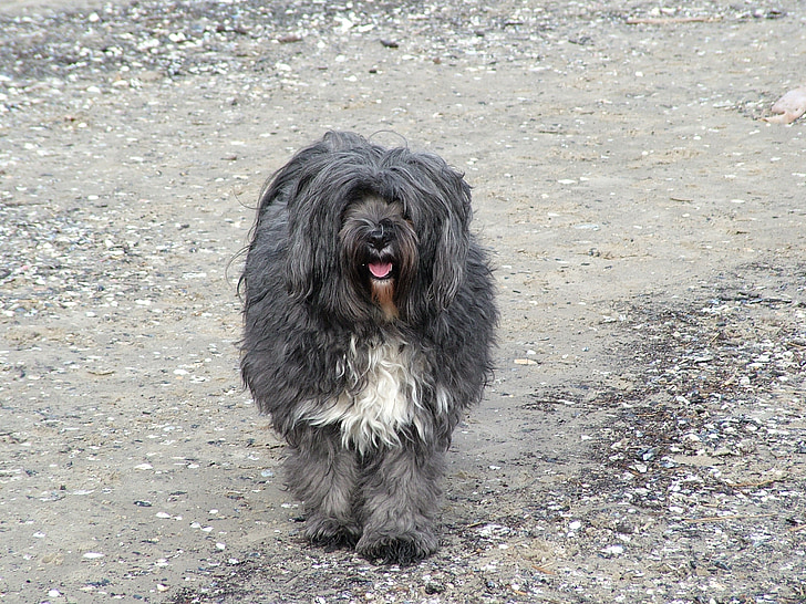 hunden, tibetansk terrier, stranden