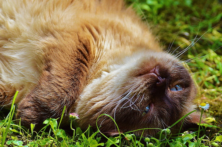 brązowy, czarny, Kot, leżącego, trawa, ładny, Kot brytyjski krótkowłosy