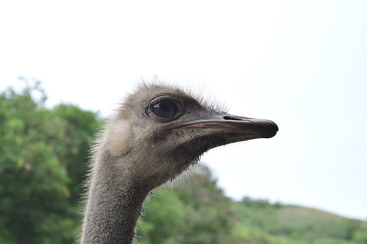 ostrich, ave, feathers, neck, peak, eyes, fast