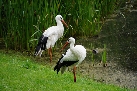 storks, pond, park, lake, nature, bird, animal