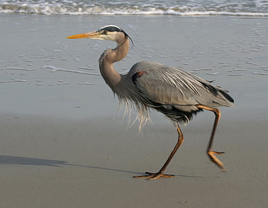 blue heron, great, beach, walking, wildlife, bird, nature