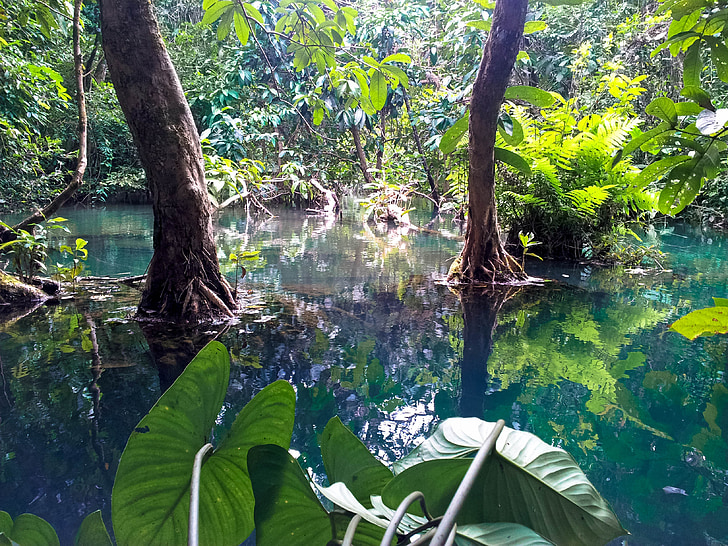 džungle, Laos, Luang prabang, mangrovy, Tade kuang xi, vodopád, voda