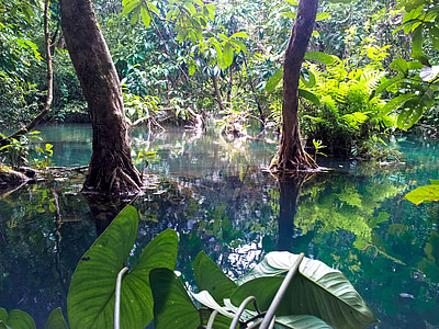 Jungle, Laos, Luang prabang, mangrovníky, tad kuang xi, vodopád, vody