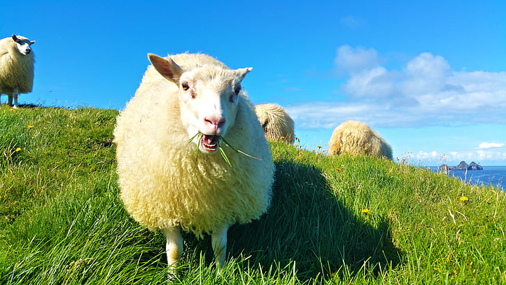 fåren, Island, gräs, ull, lamm, betande, betesmark