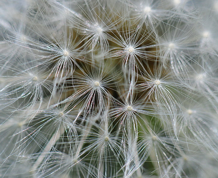 dandelion, close up, macro, plant, nature, flower, growth