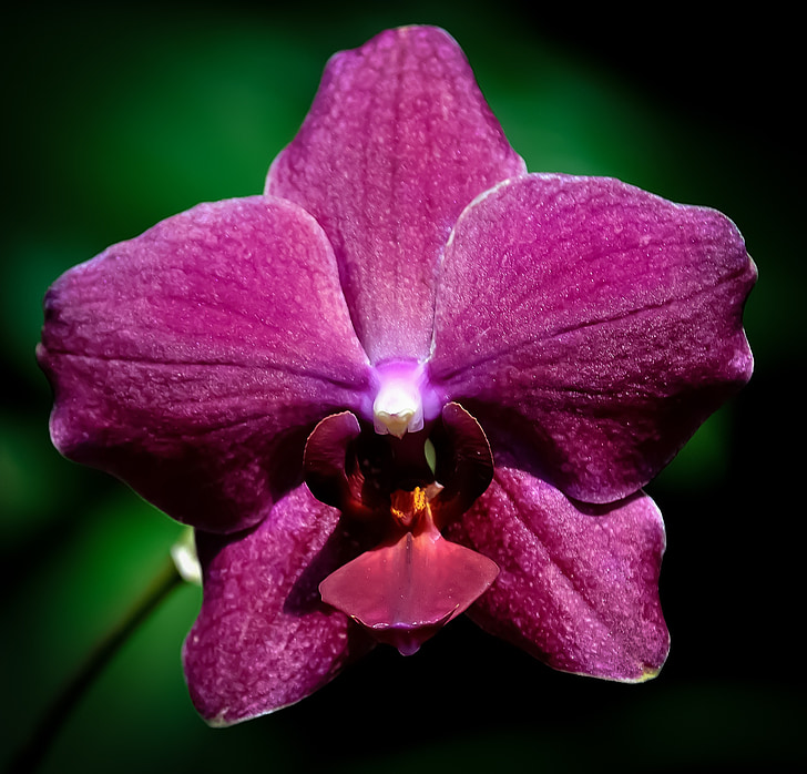 orchidej, květ, fialová, květinové, Krásné, Příroda, závod