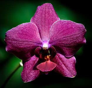 орхідея, квітка, фіолетовий, Квіткові, Красивий, Природа, завод