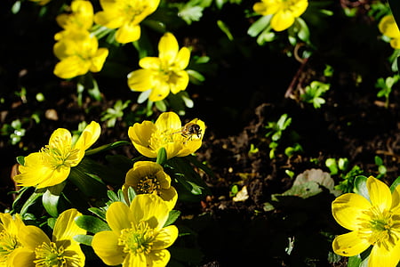 winterling, ดอกไม้, ดอก, บาน, สีเหลือง, eranthis hyemalis, eranthis hiemalis