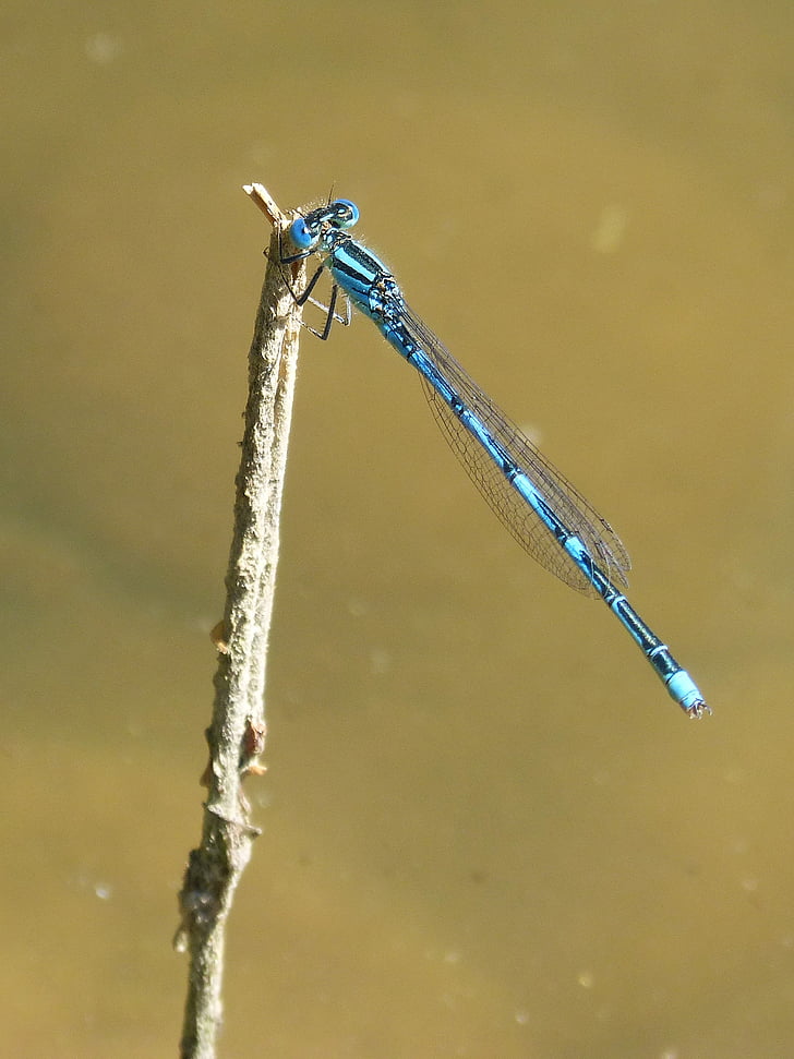 водни кончета, синя dragonfly, езерото, влажните зони, красота