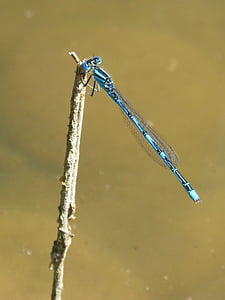 dragonfly, blue dragonfly, pond, wetland, beauty