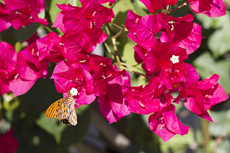 sommerfugl, blomster, Bougainvillea, natur, close-up, rød
