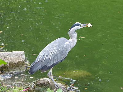 grey heron, heron, bird, grey, animal, wildlife, water