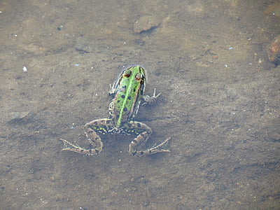 frog, amphibian, animal, nature, green, wildlife, water
