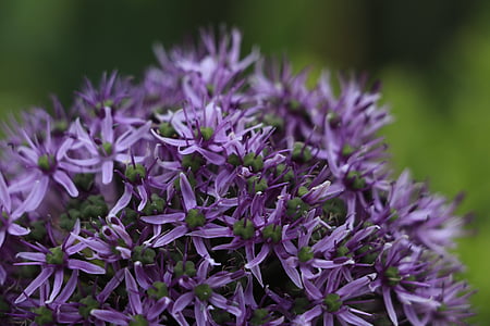 flores, cerca, naturaleza, púrpura, flor, planta, Close-up