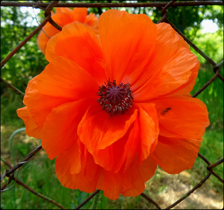 poppy, red, spring, nature, plant