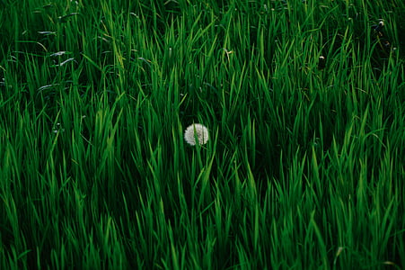 dandelion, grass, meadow, puffball, turf, nature, plant