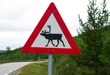 plošča, severnih jelenov, nevarnost