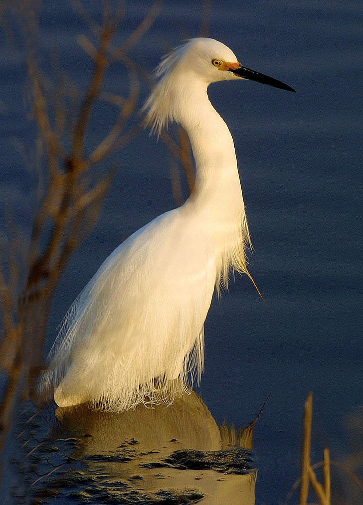 snowy egret, uccelli acquatici, uccello, grande, Airone, zone umide, tutto bianco