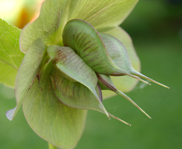hellebore, blossom, bloom, pods, plant, green