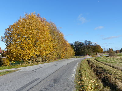 дорога, Природа, дерево, Осень, березы, небо, сельской местности