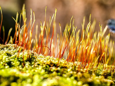 moss, plant, nature, grass, close-up, outdoors, autumn
