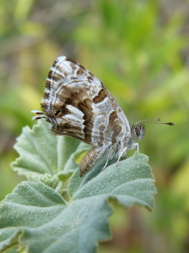 cacyreus marshalli, motýľ, Butterfly pelargónie, barrinadora dels geranis
