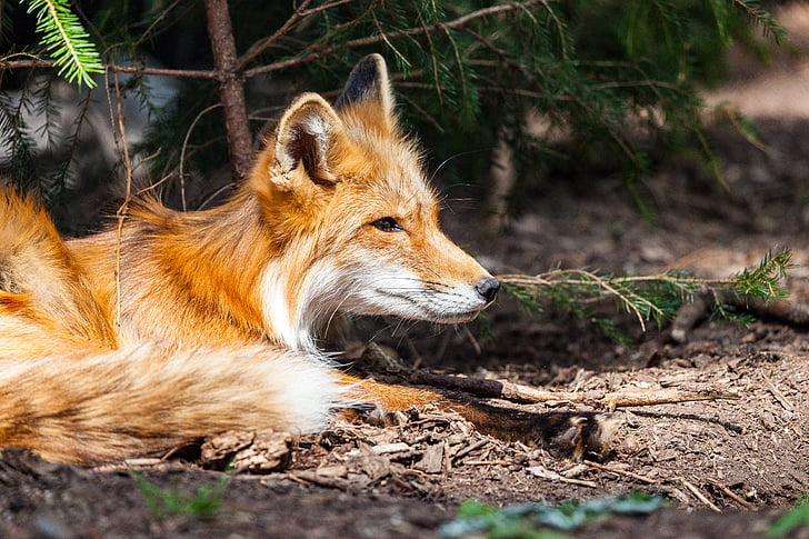 Fuchs, dziki, dzikie zwierzę, zwierząt w lesie