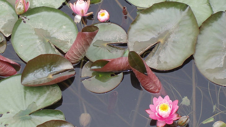waterlelies, bloemen, vijver, natuur, water lily, Petal, blad