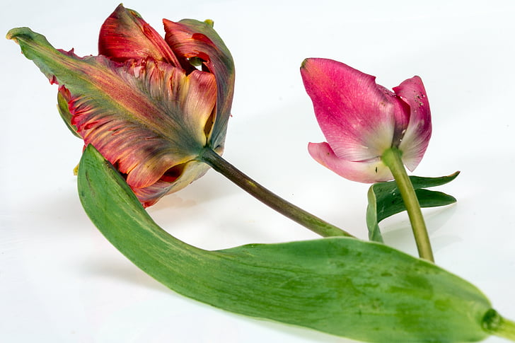 flor, tulipes, Rosa, flora, planta, primavera